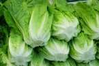 Lechugas (Foto Multimedia)