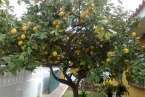 Árbol del limonero (Foto multimedia)