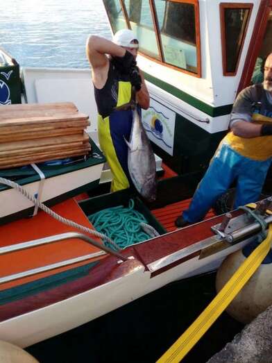 Descarga de atuón rojo en el muelle teldense de Taliarte (Foto TA)