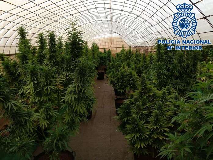 Imagen de parte del cultivo (Foto TA)