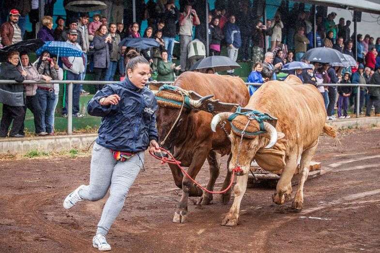 Arrastre canario (Foto TA)