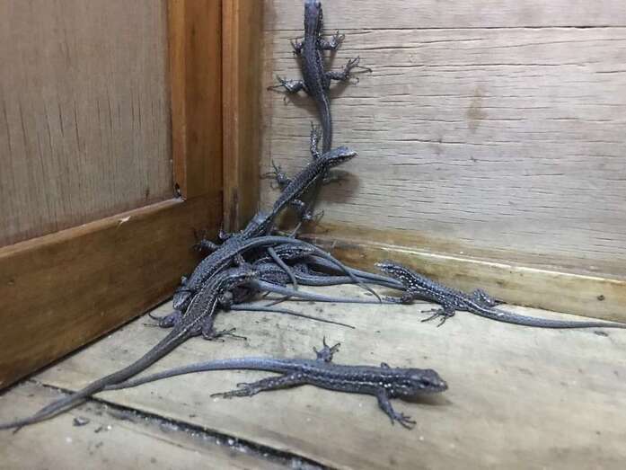 Imagen de una camada de lagartos gigantes de El Hierro (Foto Miguel Ángel Rodríguez)