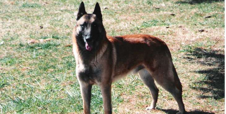 Ejemplar de pastor belga (Foto Multimedia)