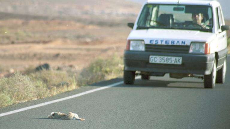 Un conejo muerto en una carretera de Fuerteventura (Foto C7)