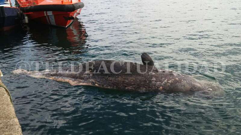 Imagen de archivo de una ballena hallada muerta en aguas de Telde (Foto TA)