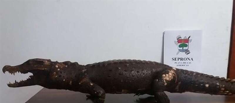 Imagen del cocodrilo hallado en Adeje (Foto TA)