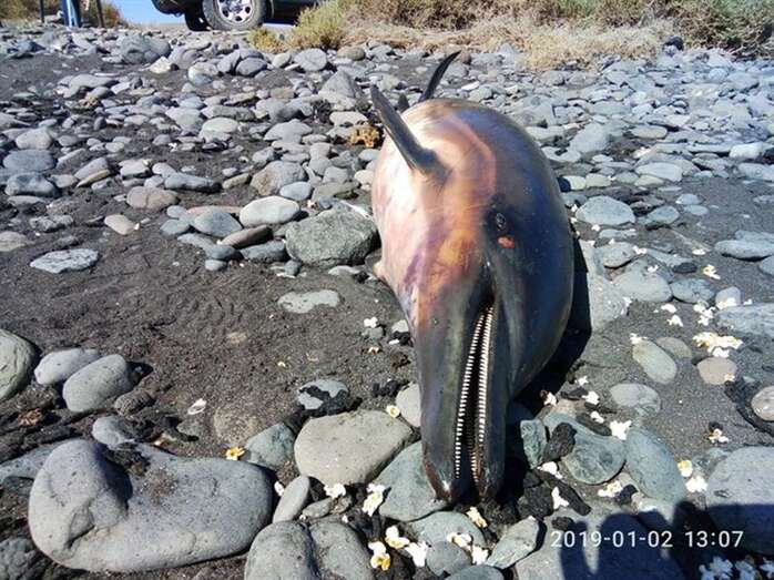 Imagen de uno de los delfines (Foto TA)