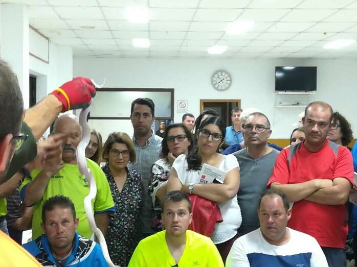 Ejemplar de serpiente real (Foto TA)