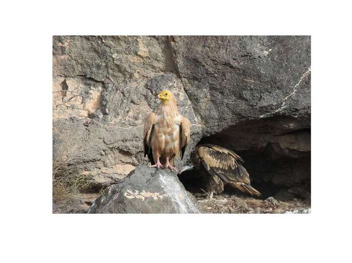 Ejemplar de guirre (Foto TA)