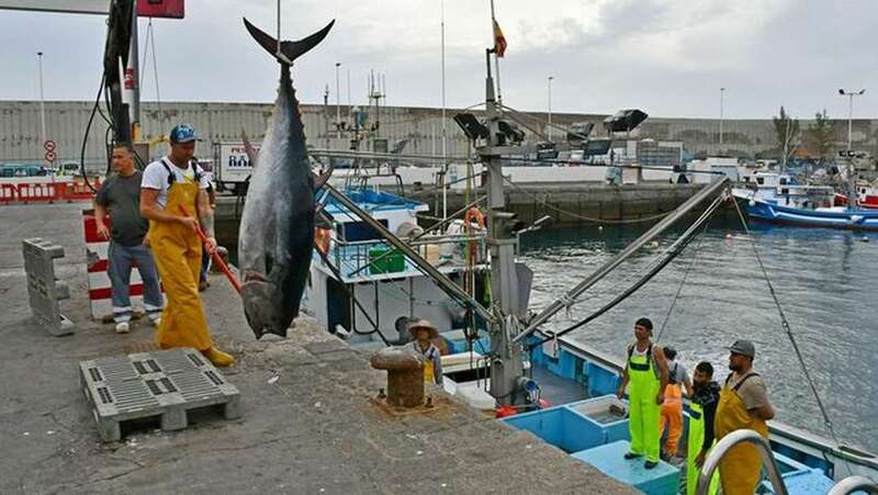 Descarga de atún rojo en el puerto de Mogán (Foto TA)