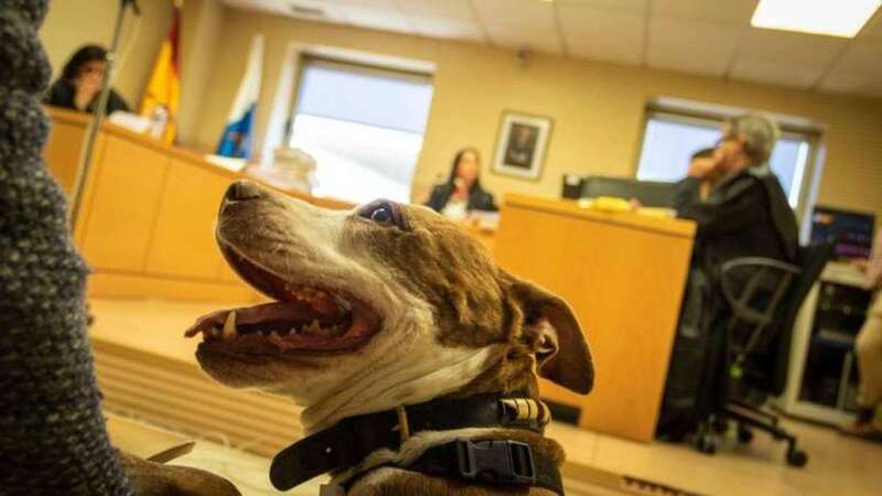 La perra Milagros, en su comparecencia en el Juzgado (Foto Diario de Avisos)