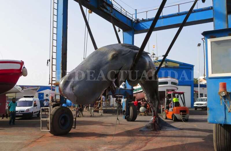 Imagen de archivo de un cachalote varado en la costa de Telde tras recibir el impacto de una embarcación rápida (Foto TA)
