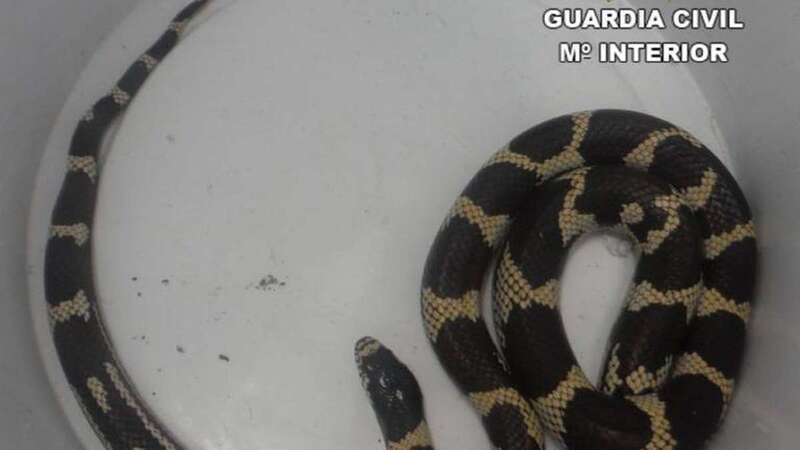 Imagen del ejemplar capturado en Fuerteventura (Foto TA)