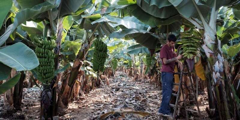 Imagen de una plantación de plátanos en Gran Canaria (Foto Efe / Ángel Medina G.)