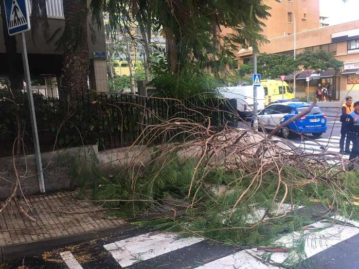 Caída de ramas en la capital grancanaria (Foto Policía Local de LPGC)