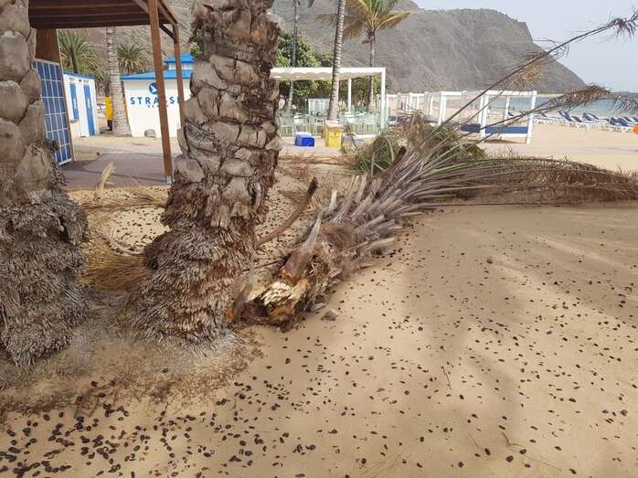 Una palmera caída en una playa de Santa Cruz de Tenerife a consecuencia del viento (Foto TA)