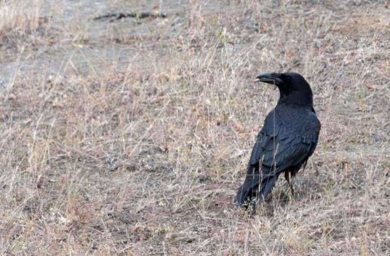 Imagen de archivo de un cuervo en Canarias (Foto EFE)