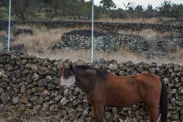 La erupción del volcán de La Palma en la jornada de este sábado por la tarde-noche/Acfi Press.
