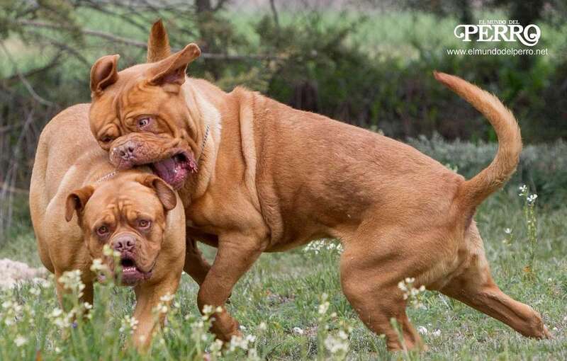Imagen de archivo de una pelea de perros/Multimedia.