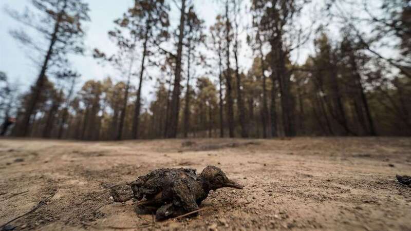 Efectos devastadores del incendio/CA.