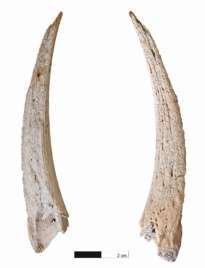 Escamador de pescados (Foto TA)