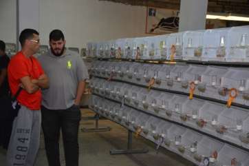 Imagen de dos aficionados a la ornitología contemplando esta tarde la muestra (Foto Antonio Alí)
