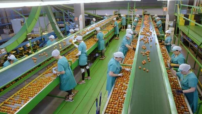 Empaquetadora de tomates (Foto TA)