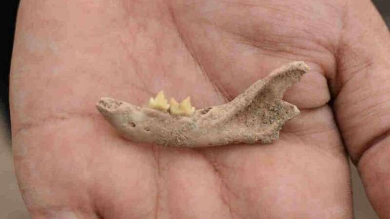 Restos de parte de la mandíbula de un gato (Foto TA)