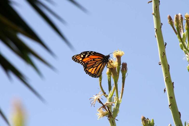 Imagen de una mariposa / TA