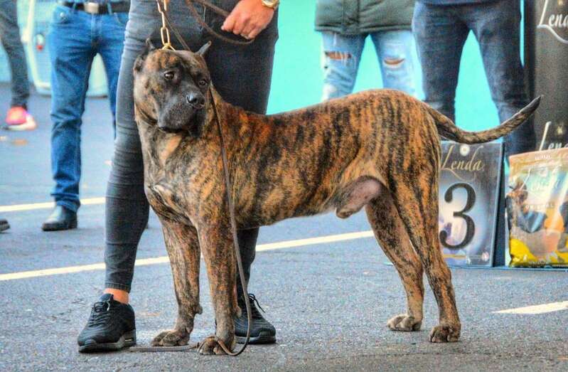 Ejemplar de perro presa canario/Club Español del Presa Canario.