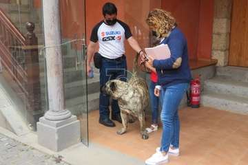 Presentación del concurso monográfico de presa canario en Telde/TA.