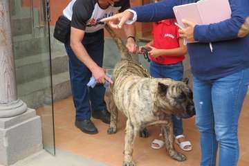 Presentación del concurso monográfico de presa canario en Telde/TA.
