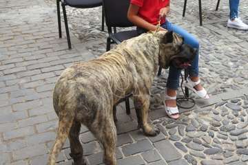 Presentación del concurso monográfico de presa canario en Telde/TA.