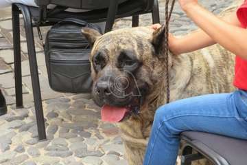 Presentación del concurso monográfico de presa canario en Telde/TA.