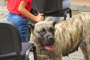 Presentación del concurso monográfico de presa canario en Telde/TA.