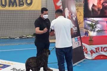 Concurso monográfico de presa canario en Telde/TA y Acfi Press.