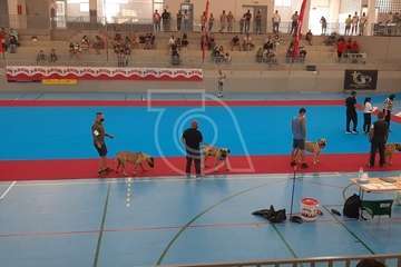 Concurso monográfico de presa canario en Telde/TA y Acfi Press.