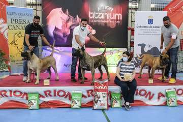 Concurso monográfico de presa canario en Telde/TA y Acfi Press.
