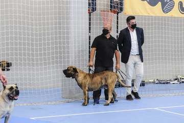 Concurso monográfico de presa canario en Telde/TA y Acfi Press.