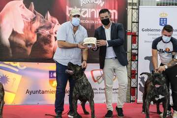 Concurso monográfico de presa canario en Telde/TA y Acfi Press.