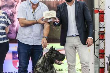Concurso monográfico de presa canario en Telde/TA y Acfi Press.