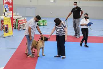 Concurso monográfico de presa canario en Telde/TA y Acfi Press.