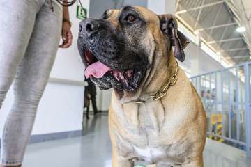 Concurso monográfico de presa canario en Telde/TA y Acfi Press.