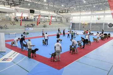 Concurso monográfico de presa canario en Telde/TA y Acfi Press.