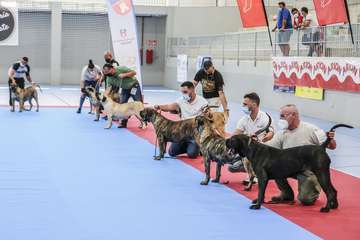 Concurso monográfico de presa canario en Telde/TA y Acfi Press.