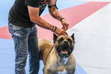 Concurso monográfico de presa canario en Telde/TA y Acfi Press.