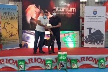 Concurso monográfico de presa canario en Telde/TA y Acfi Press.