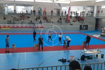 Concurso monográfico de presa canario en Telde/TA y Acfi Press.