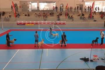 Concurso monográfico de presa canario en Telde/TA y Acfi Press.