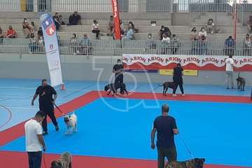 Concurso monográfico de presa canario en Telde/TA y Acfi Press.